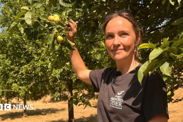 Somerset cider apples falling early from stressed orchard trees during drought