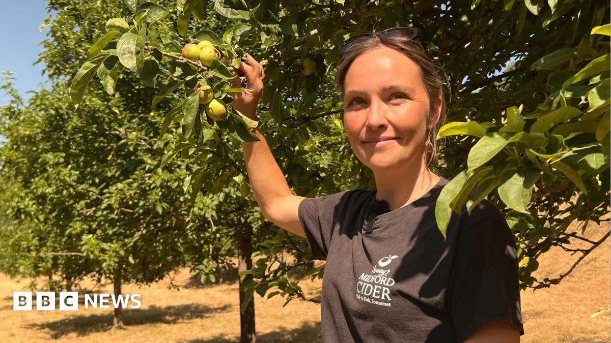 Somerset cider apples falling early from stressed orchard trees during drought