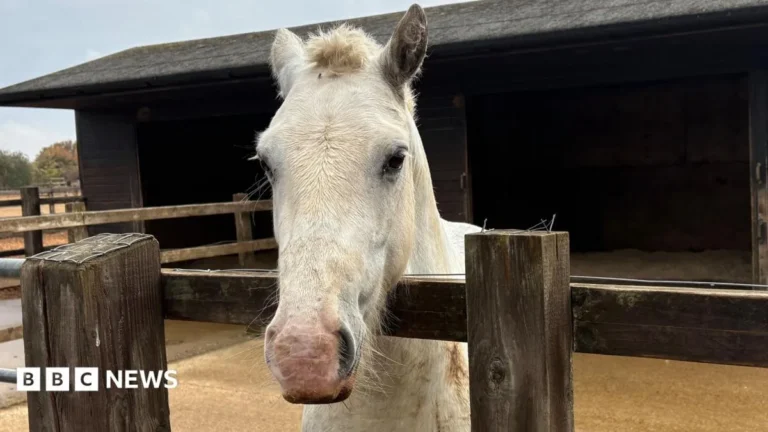 Horse standing in a field as an animal welfare charity warns of rising care costs